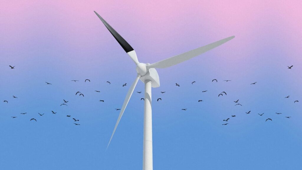 Vattenfall paints it black for bird collision study Vattenfall paints it black for bird collision study
