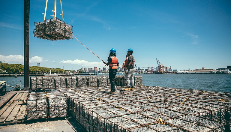 Offshore developer helps revive US oyster habitats Offshore developer helps revive US oyster habitats
