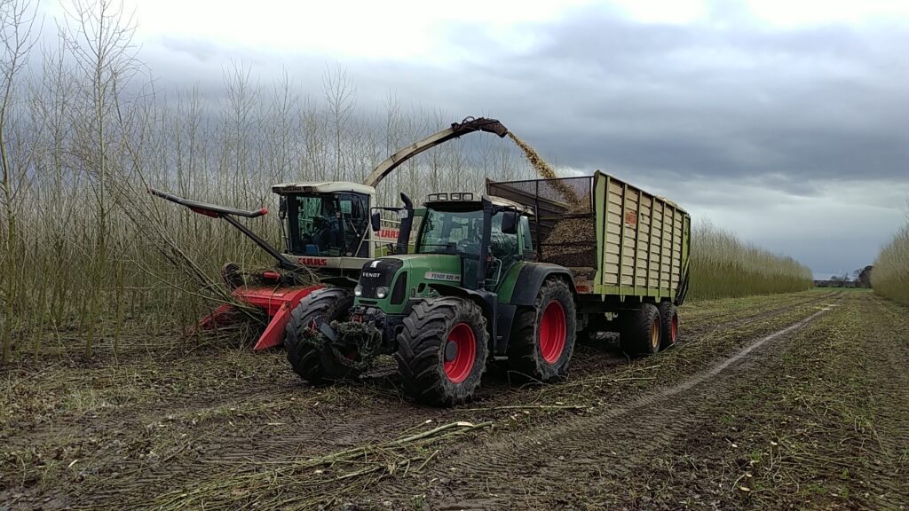 Vattenfall's wood chip crop ripens