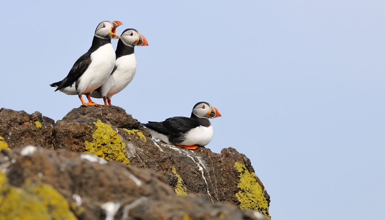 SSE helms Dutch project to gauge offshore wildlife impact SSE helms Dutch project to gauge offshore wildlife impact