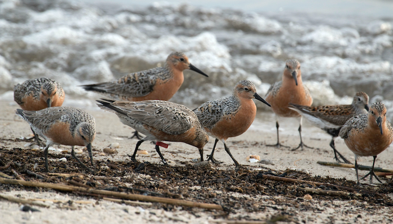 Atlantic Shores forges Red Knots research ties