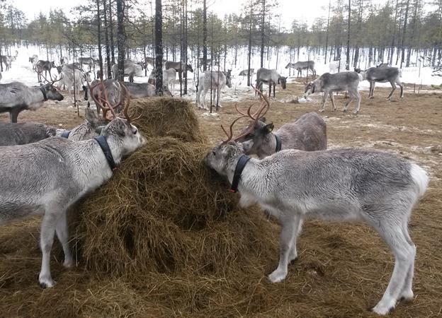 ABO takes Finland by horns