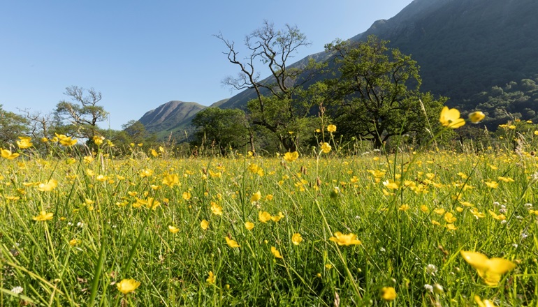 SSEN Transmission partners with nature charity