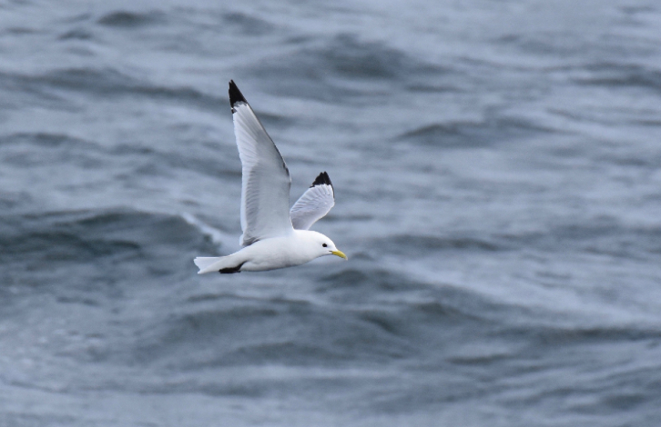 Vattenfall makes room for seabirds off Norfolk