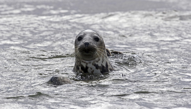 SOWEC unveils nature-boosting steps for offshore wind SOWEC unveils nature-boosting steps for offshore wind