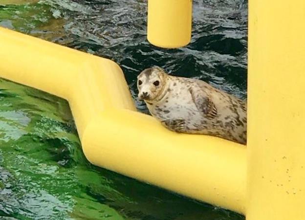 Beatrice seal of approval