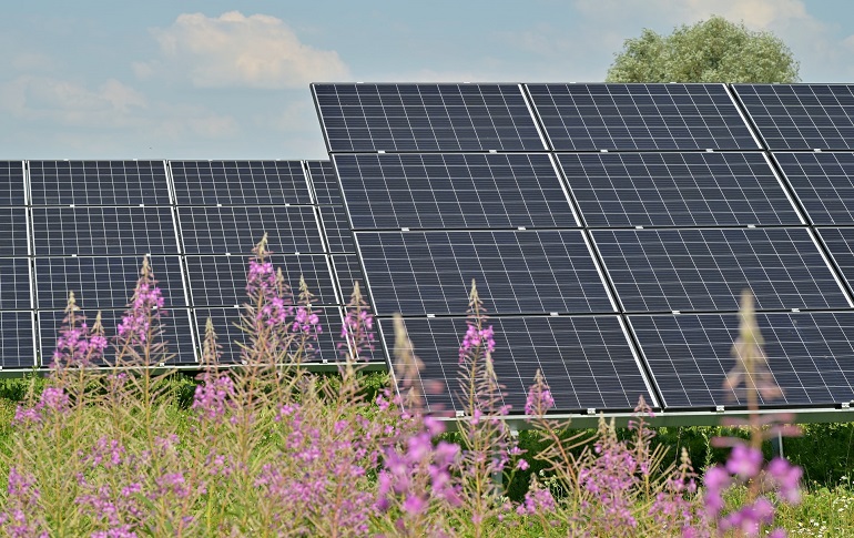 NextEnergy Solar outlines nature strategy Queequeg prioritises nature at solar sites