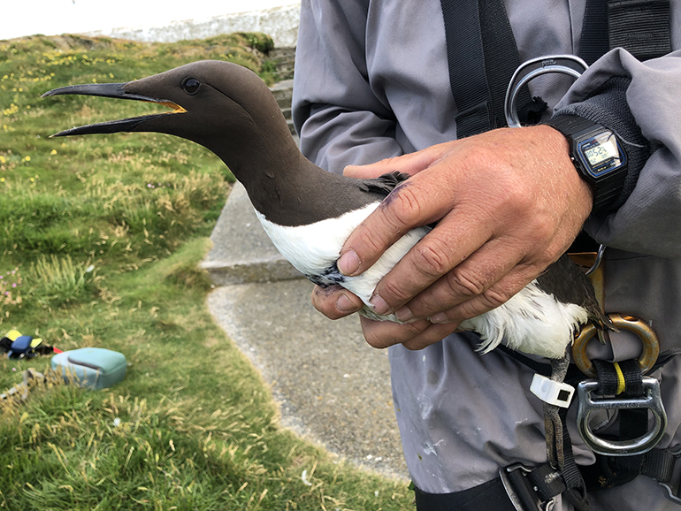 Tidal energy scheme trials solar-powered bird tracker Tidal energy scheme trials solar-powered bird tracker