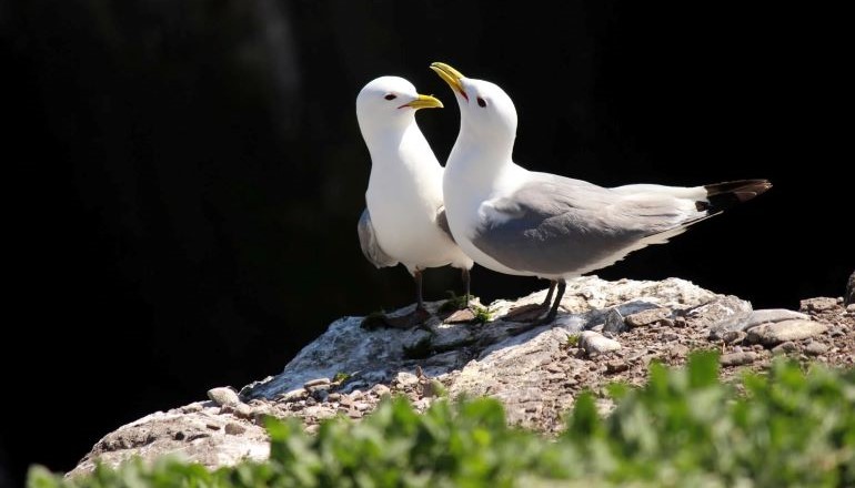 RSPB opposes Scotland offshore wind expansion RSPB opposes Scotland offshore wind expansion