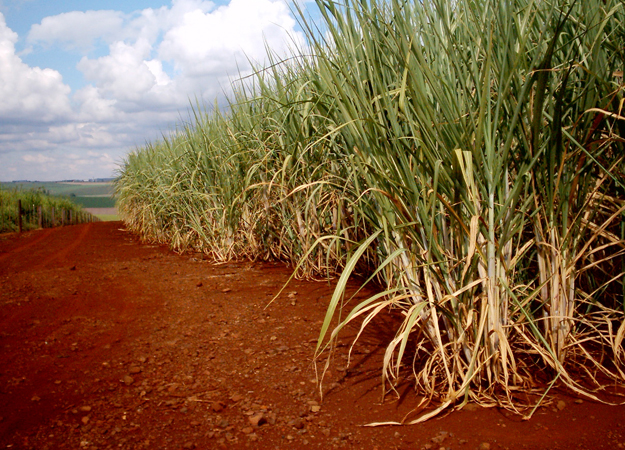 Sumitomo eyes Brazilian bio Sumitomo eyes Brazilian bio