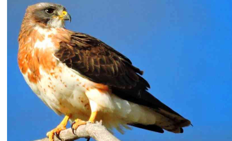 EDF funds Swainson's Hawk initiative in California