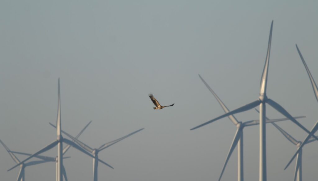 Dutch developer invests in bird detection devices Dutch developer invests in bird detection devices