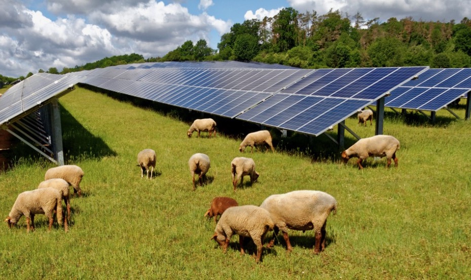 Pacifico forges agrivoltaic JV 40MW Yorkshire solar farm gets green light