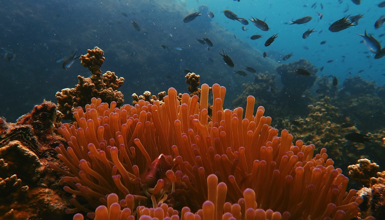 Subsea UK joins fight against ocean pollution