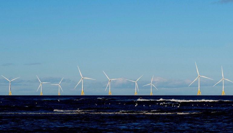 UK to study offshore wind impacts on marine life